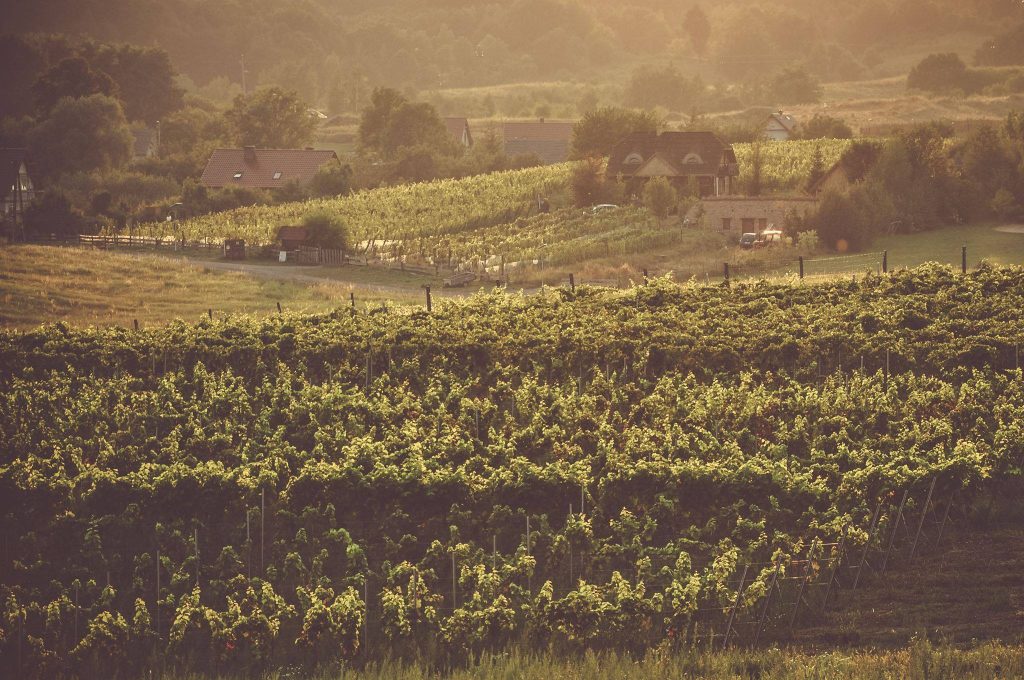 A visit through Polish wine country