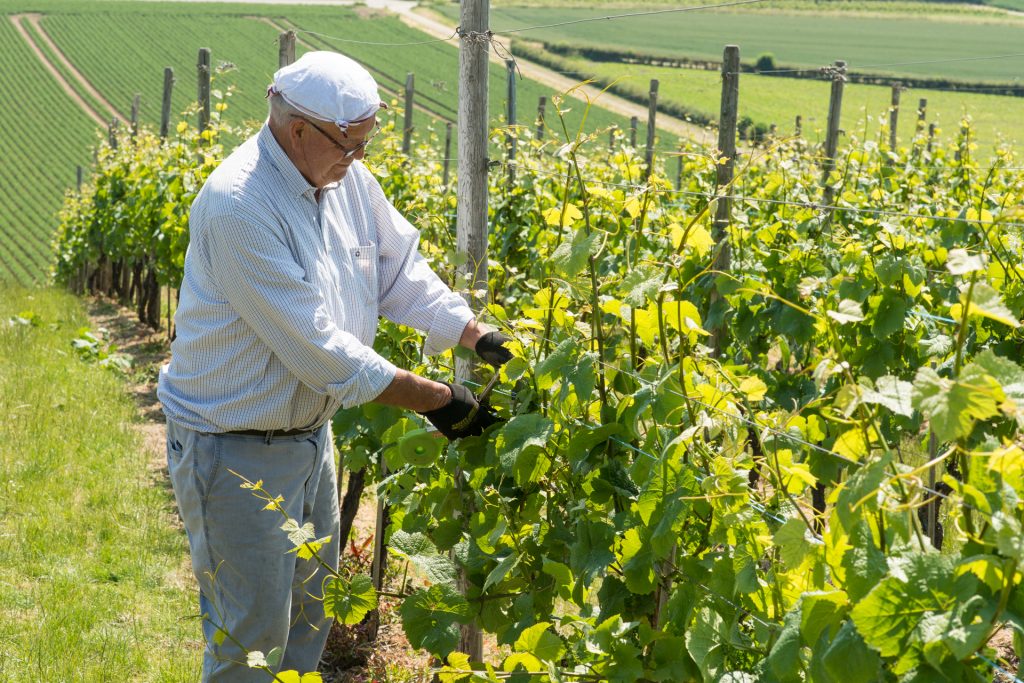 Discovering Dutch wine