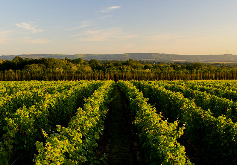 Noble grapes the best bet for England