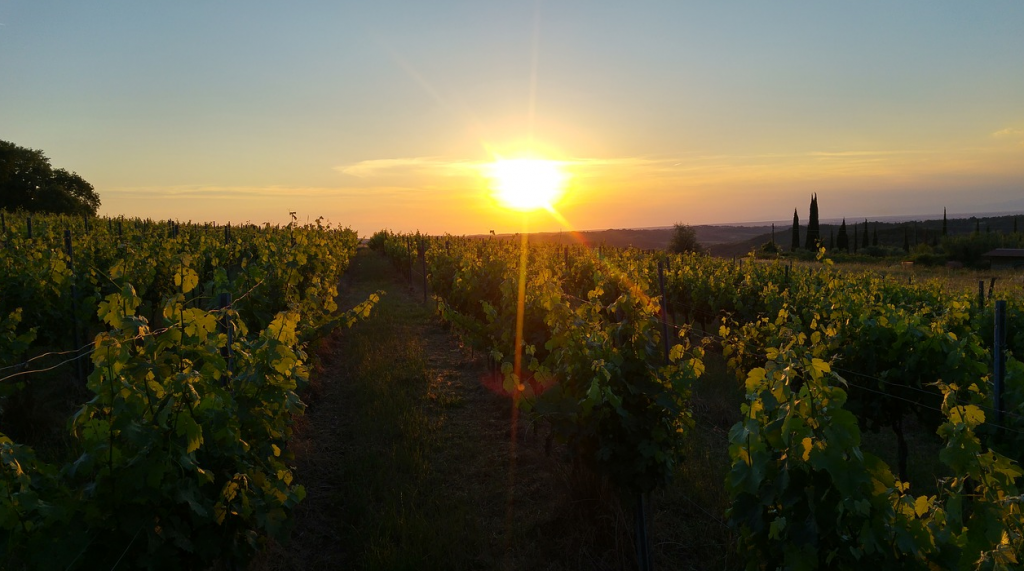 Vintage 2017: Italian harvest expectations
