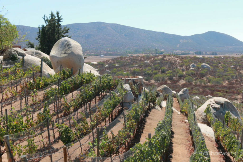 Baja California: A salivating combination of flavours