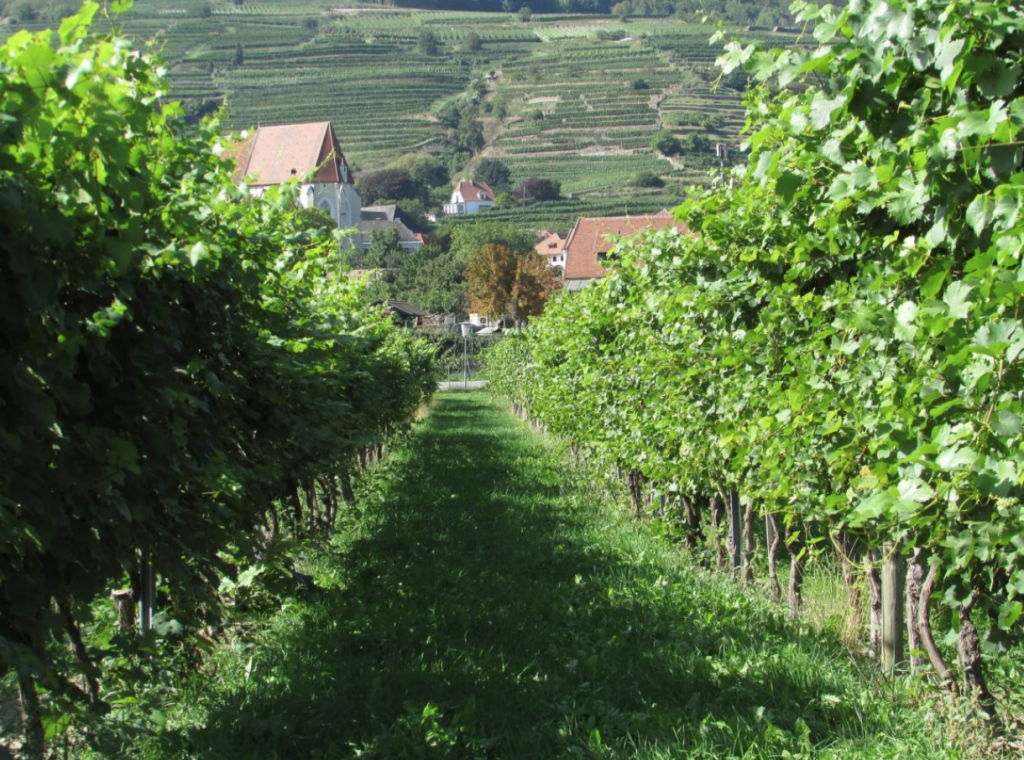 Why Austria is a hot bed of single-vineyard wines