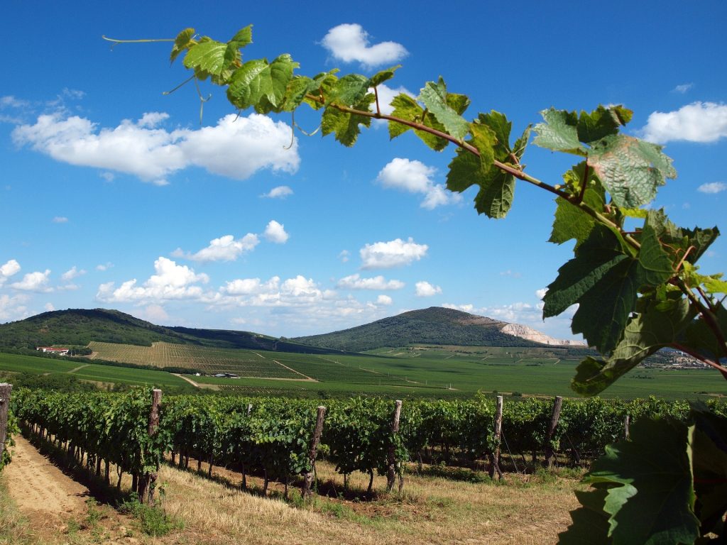Pannon party puts local grapes in focus