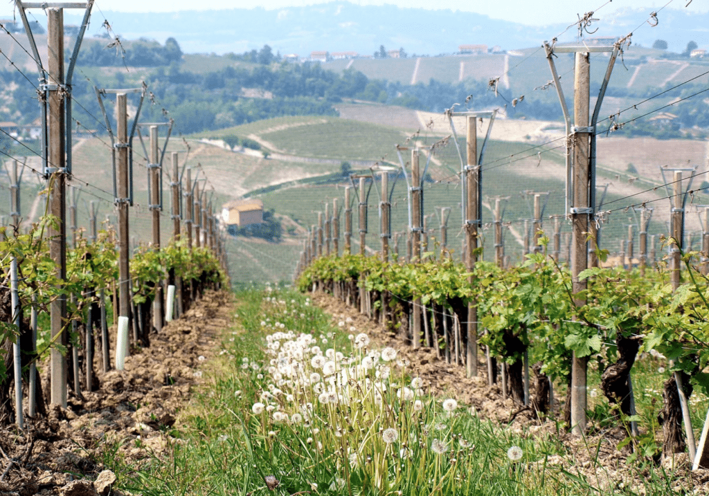A strong Tuscan Message in a Bottle from small consortiums