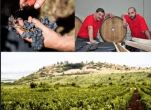 The European Confederation of Independent Wine Growers
