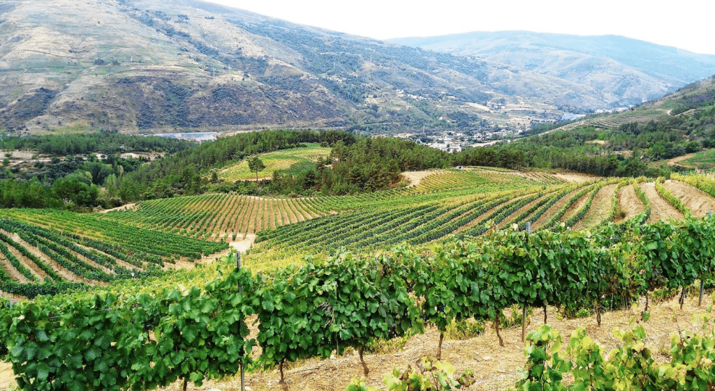 Godello and beyond: uncovering white and red Galician gems