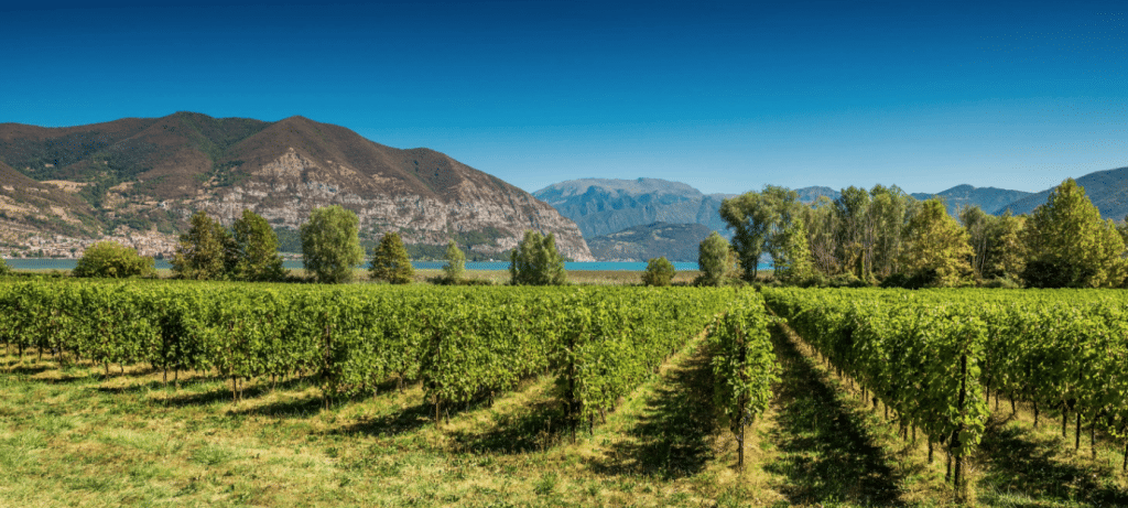 Franciacorta: It’s all in the ‘lies’…