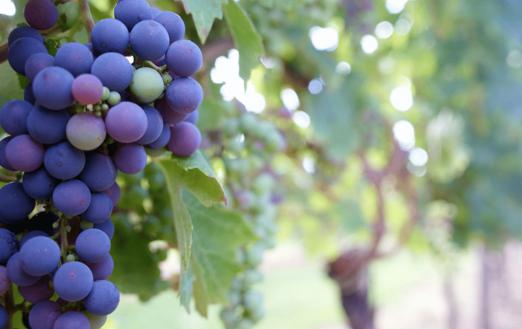 Discovering the father of Malbec