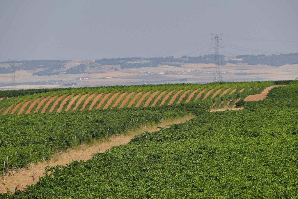 The Spanish wine region with a secret white weapon