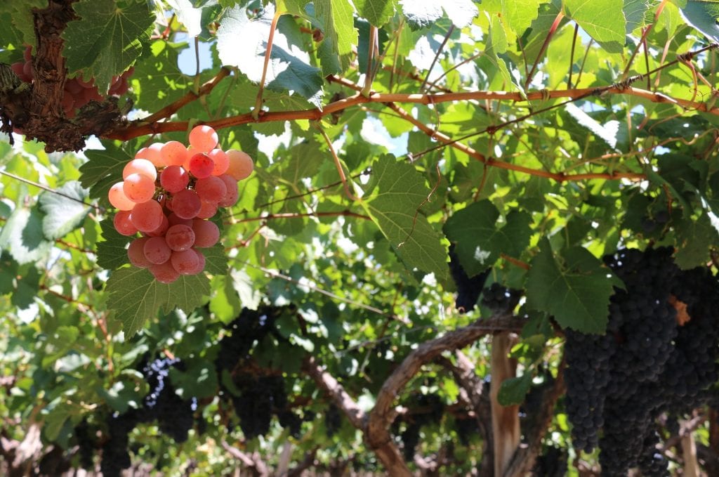 Is Criolla the quintessential South American wine?