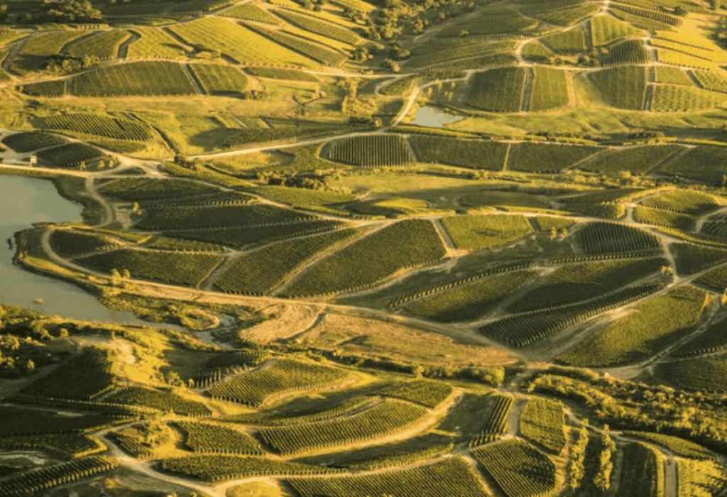 Uruguay and thinking beyond Tannat