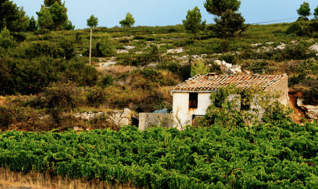 Circle Tasting: 20th anniversary of Minervois-La Lavinière