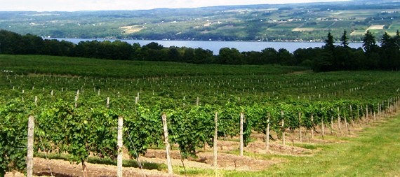 Old World winemakers flock to New York State’s hot winemaking spot