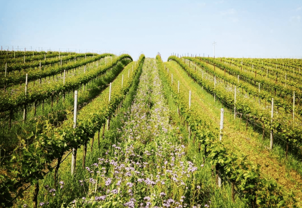 Foraging for Pignoletto in the Bolognese hills: Emilia-Romagna Trip Report 2019