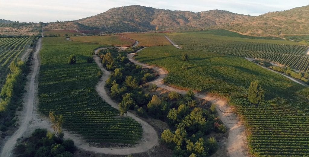 TerraNoble’s quest for terroir Carmenère