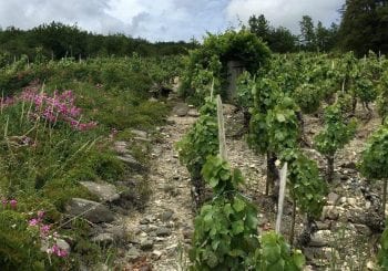 Old vines sur échalas in Boudes ©WL