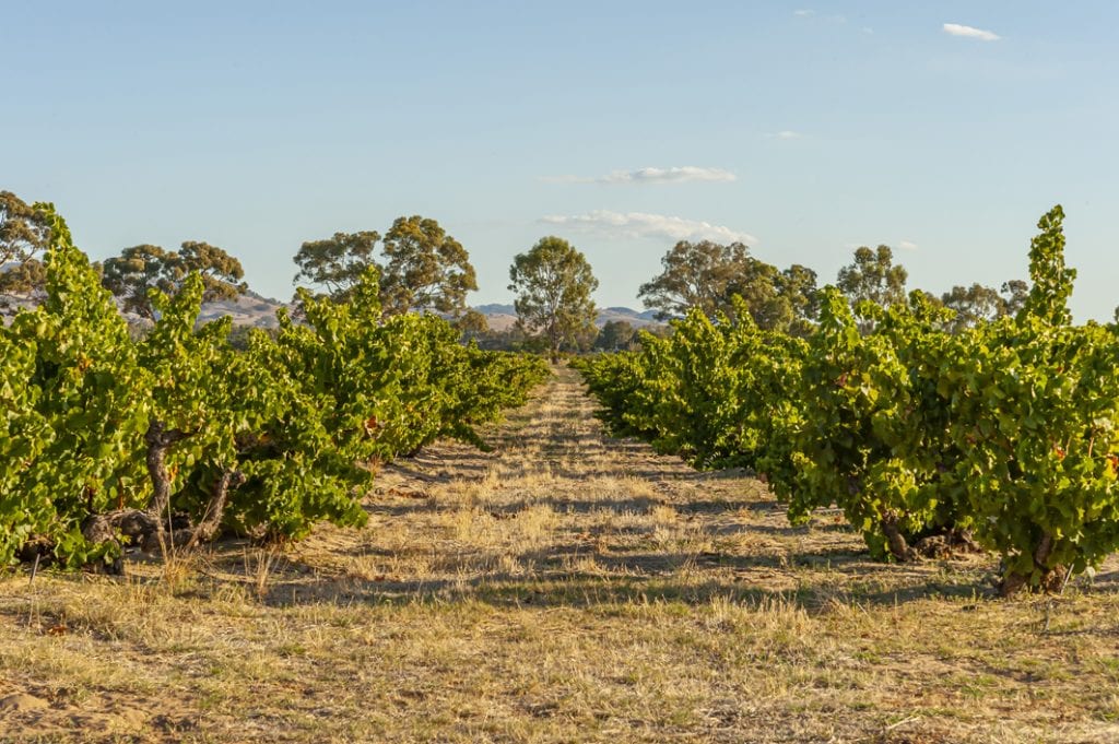 The wonderful old Grenache vines of Oz