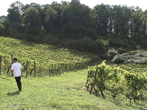 Txakoli producers to check out