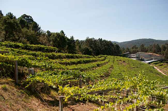 The awesome ageability of Albariño