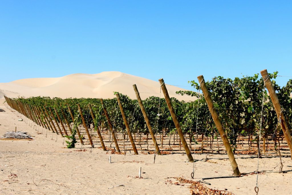 Wine between the dunes: A guide to Ica, Peru