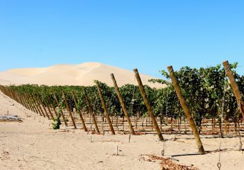 Peru's wine regions, by Amanda Barnes. The South America Wine Guide