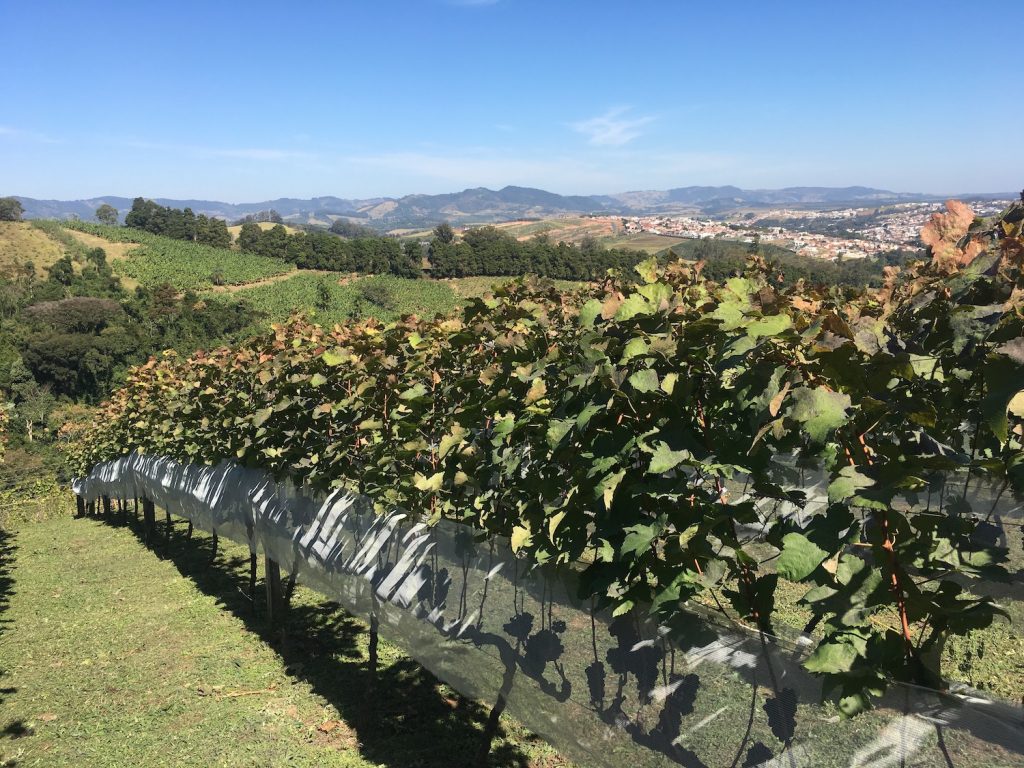 Mountains, coffee, and vinho