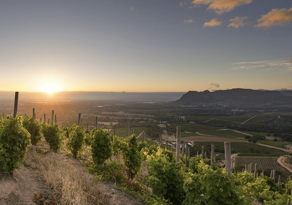 Delving into the different vinous chapters of Klein Constantia