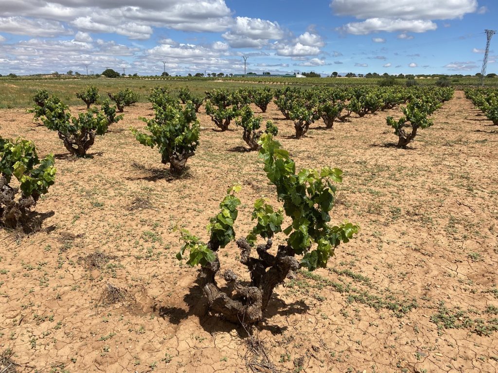 Manchuela – Spain not as we know it