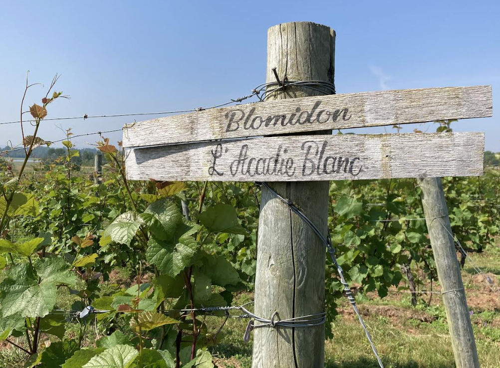 L’ Acadie Blanc bubbling away nicely on North Atlantic peninsula