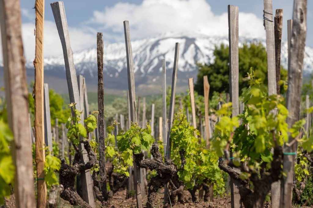 Life on the edge: the ancient roots and modern uprising of Etna