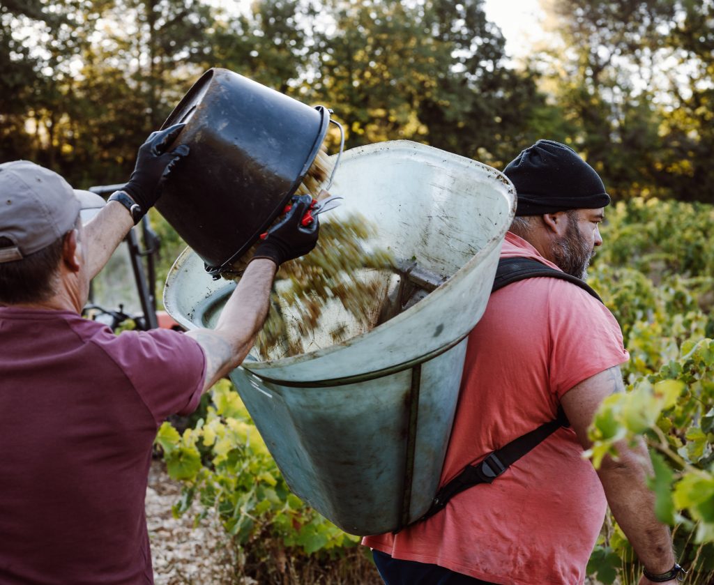 The rising white wine wave of the southern Rhône