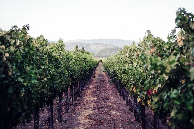 Expected and unexpected: The Wines of California by Elaine Chukan Brown