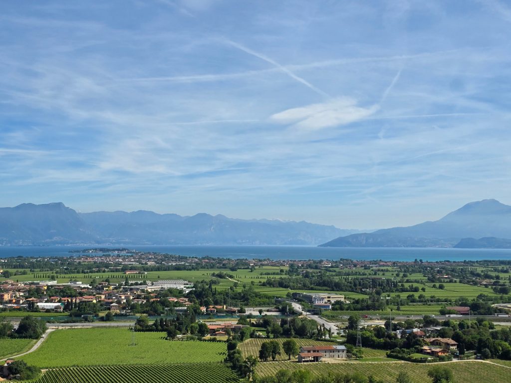 Shared expressions of the Turbiana grape